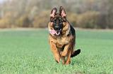 BERGER ALLEMAND 543